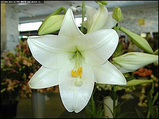    Выставка цветов