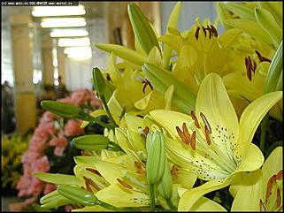    Выставка цветов