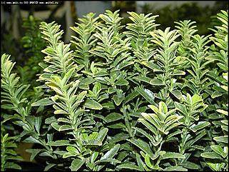    Выставка цветов