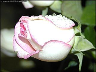    Выставка цветов