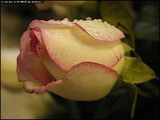    Выставка цветов