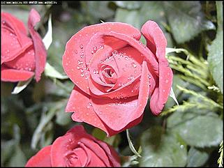    Выставка цветов