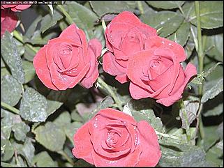    Выставка цветов