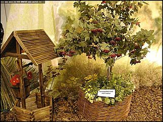    Выставка цветов