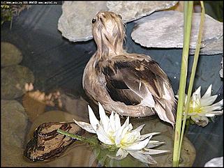    Выставка цветов