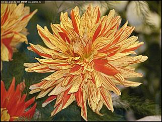    Выставка цветов