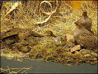    Выставка цветов