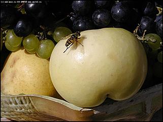    "Хлеб и зрелища"