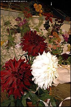    Выставка цветов<br>Ленинский район