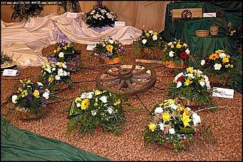    Выставка цветов<br>Центральный район