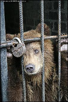    Учебно-методические сборы с руководителями отделений исследования запаховых следов человека экспертно-криминалистических подразделений, одорологических групп