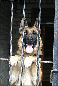    Учебно-методические сборы с руководителями отделений исследования запаховых следов человека экспертно-криминалистических подразделений, одорологических групп