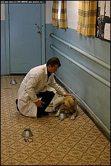    Учебно-методические сборы с руководителями отделений исследования запаховых следов человека экспертно-криминалистических подразделений, одорологических групп