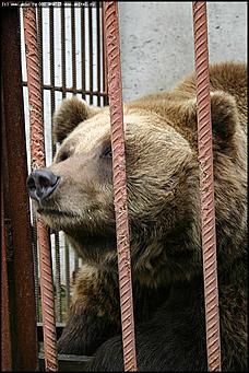    Учебно-методические сборы с руководителями отделений исследования запаховых следов человека экспертно-криминалистических подразделений, одорологических групп