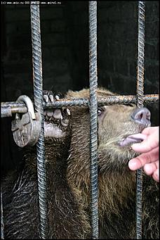    Учебно-методические сборы с руководителями отделений исследования запаховых следов человека экспертно-криминалистических подразделений, одорологических групп