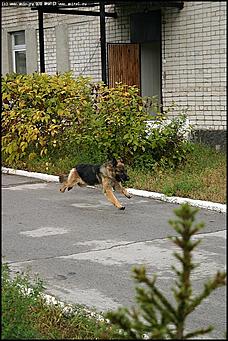    Учебно-методические сборы с руководителями отделений исследования запаховых следов человека экспертно-криминалистических подразделений, одорологических групп