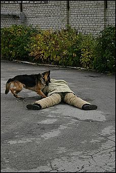    Учебно-методические сборы с руководителями отделений исследования запаховых следов человека экспертно-криминалистических подразделений, одорологических групп