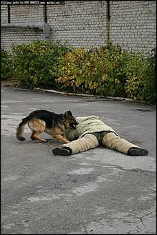    Учебно-методические сборы с руководителями отделений исследования запаховых следов человека экспертно-криминалистических подразделений, одорологических групп