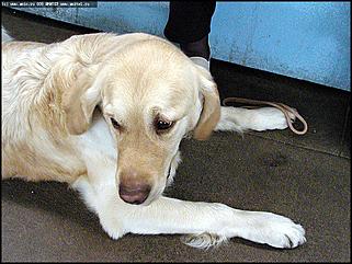    Выставка собак "Азия 2003"