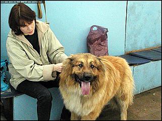    Выставка собак "Азия 2003"