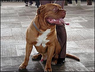    Выставка собак "Азия 2003"