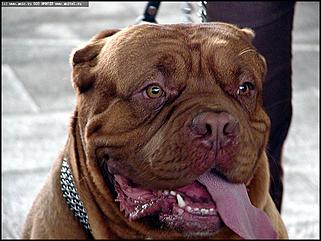    Выставка собак "Азия 2003"