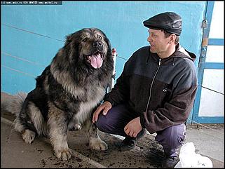    Выставка собак "Азия 2003"