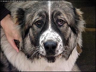    Выставка собак "Азия 2003"