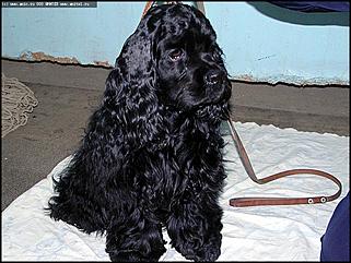    Выставка собак "Азия 2003"