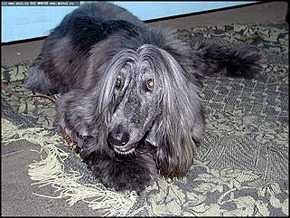    Выставка собак "Азия 2003"