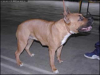    Выставка собак "Азия 2003"