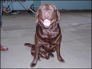    Выставка собак "Азия 2003"