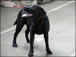    Выставка собак "Азия 2003"