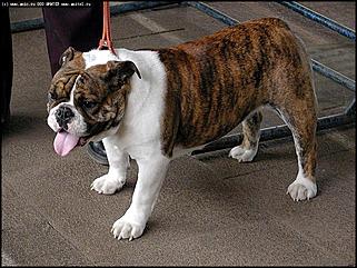    Выставка собак "Азия 2003"