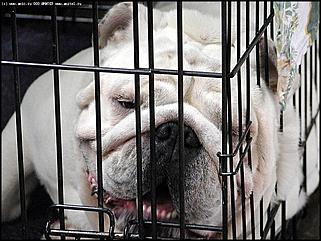    Выставка собак "Азия 2003"