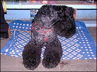    Выставка собак "Азия 2003"