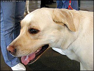    Выставка собак "Азия 2003"