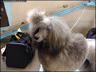    Выставка собак "Азия 2003"