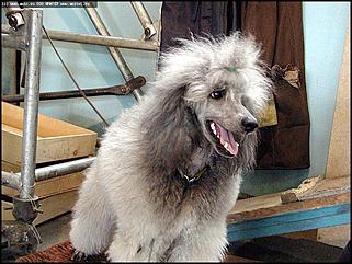    Выставка собак "Азия 2003"