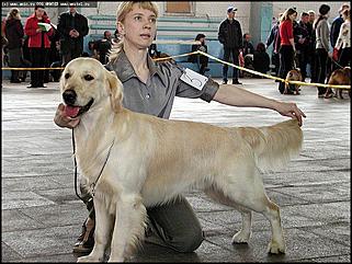    Выставка собак "Азия 2003"