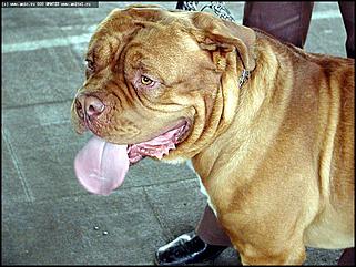    Выставка собак "Азия 2003"