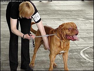    Выставка собак "Азия 2003"