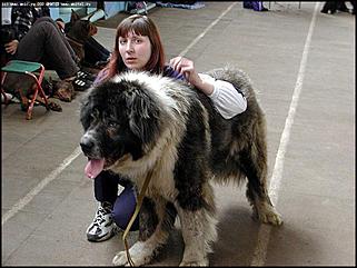    Выставка собак "Азия 2003"