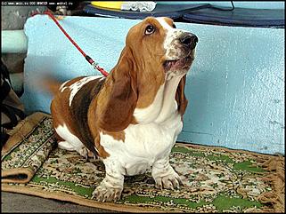    Выставка собак "Азия 2003"