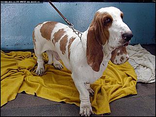    Выставка собак "Азия 2003"