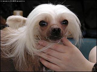    Выставка собак "Азия 2003"