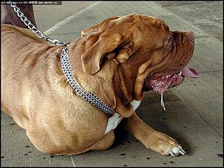    Выставка собак "Азия 2003"