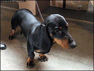    Выставка собак "Азия 2003"