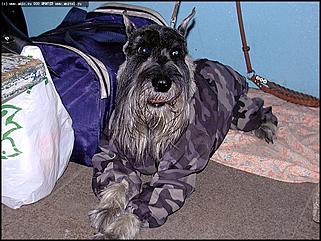    Выставка собак "Азия 2003"