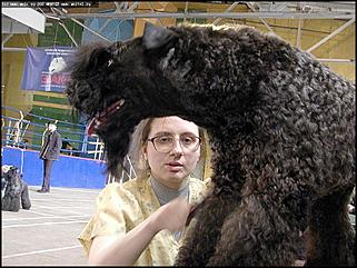    Выставка собак "Азия 2003"